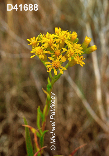 Solidago-houghtonii Houghton's-Goldenrod