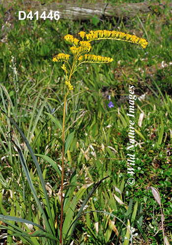 Solidago-juncea early-goldenrod