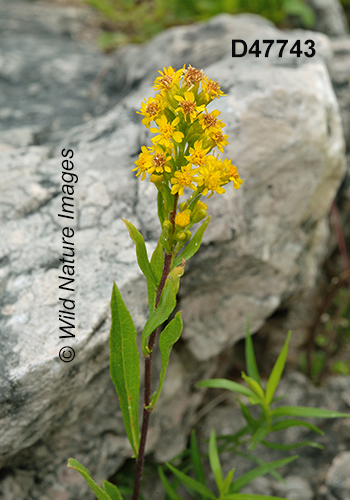 Solidago-ontarioensis Ontario-Goldenrod