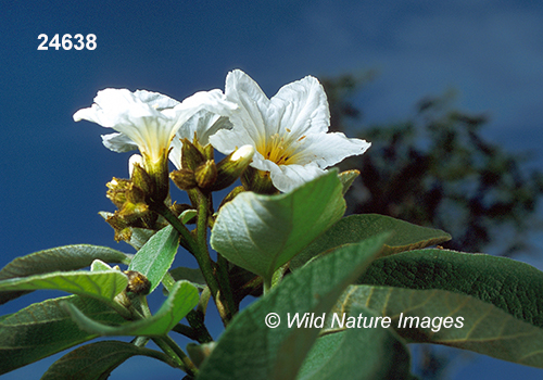 Cordia-boissieri Anacahuita