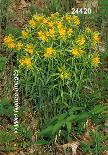 Lithospermum-caroliniense golden-puccoon hairy-puccoon