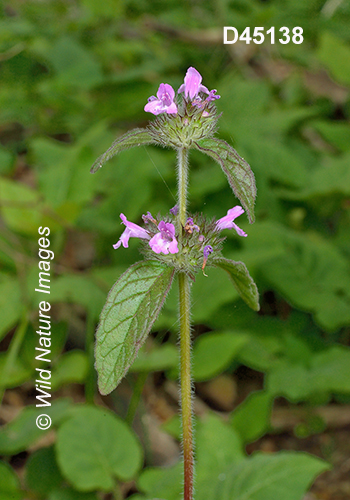 Clinopodium-vulgare wild-basil field-basil