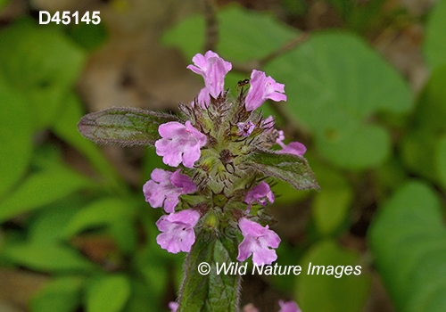 Clinopodium-vulgare wild-basil field-basil