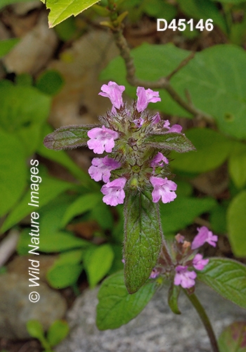 Clinopodium-vulgare wild-basil field-basil
