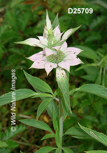 Monarda-punctata spotted-beebalm
