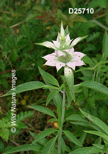Monarda-punctata spotted-beebalm