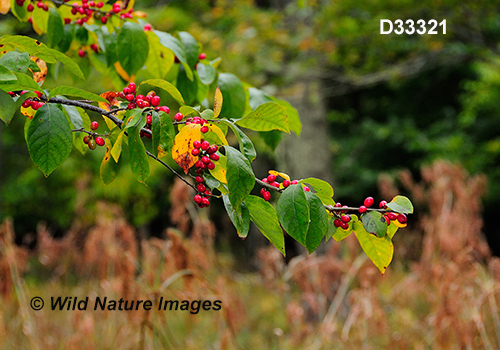 Lindera-benzoin common-spicebush