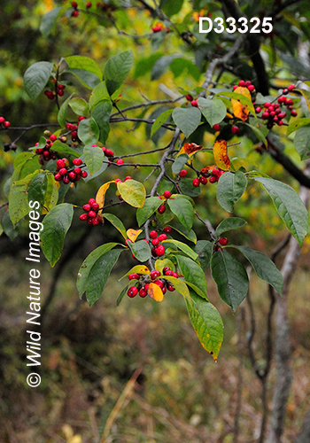 Lindera-benzoin common-spicebush
