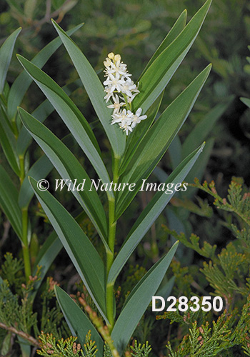 Maianthemum-stellatum star-flowered-Solomons-seal