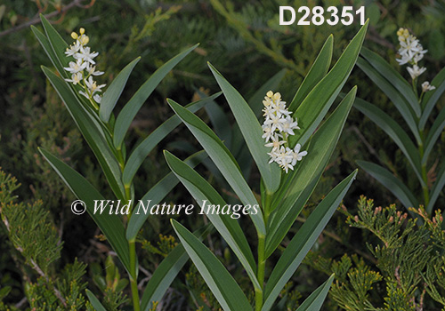 Maianthemum-stellatum star-flowered-Solomons-seal