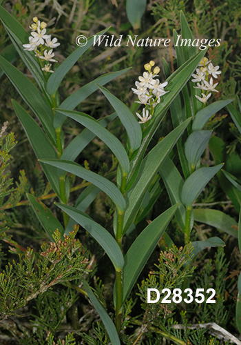 Maianthemum-stellatum star-flowered-Solomons-seal