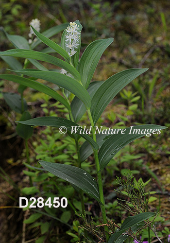 Maianthemum-stellatum star-flowered-Solomons-seal