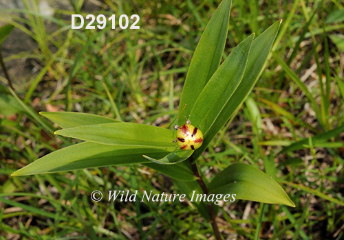 Maianthemum-stellatum star-flowered-Solomons-seal