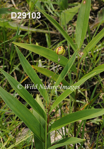 Maianthemum-stellatum star-flowered-Solomons-seal