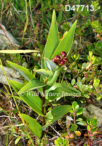Maianthemum-stellatum star-flowered-Solomons-seal