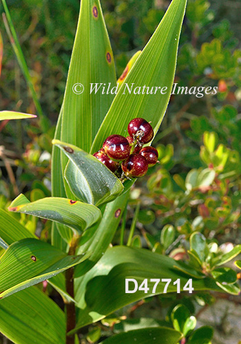 Maianthemum-stellatum star-flowered-Solomons-seal