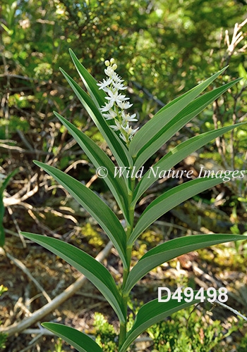 Maianthemum-stellatum star-flowered-Solomons-seal