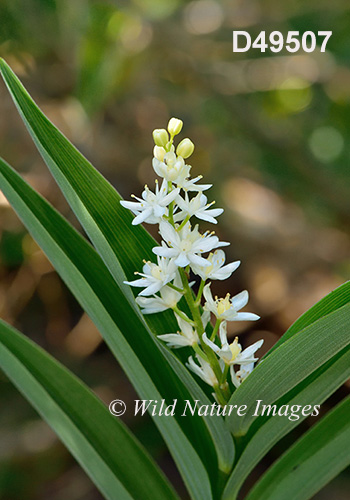Maianthemum-stellatum star-flowered-Solomons-seal