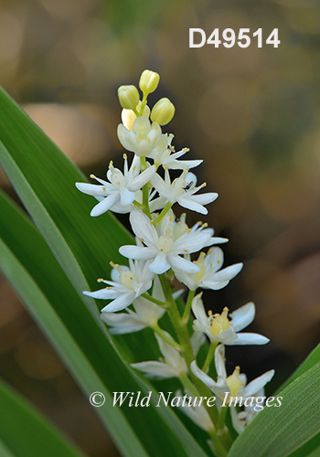 Maianthemum-stellatum star-flowered-Solomons-seal
