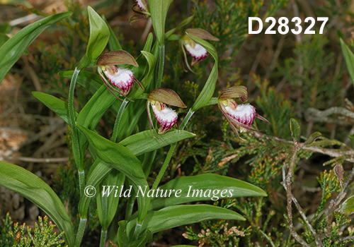 Cypripedium-arietinum Ram's-head-lady's-slipper