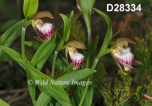 Cypripedium-arietinum Ram's-head-lady's-slipper