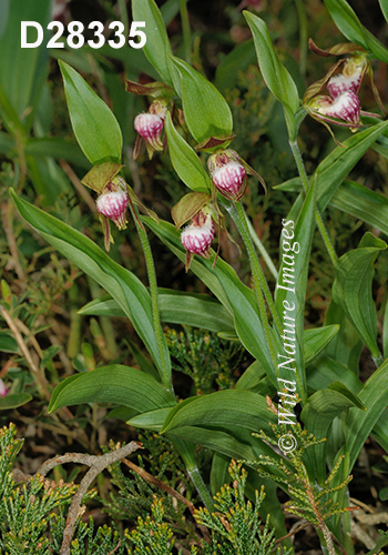 Cypripedium-arietinum Ram's-head-lady's-slipper