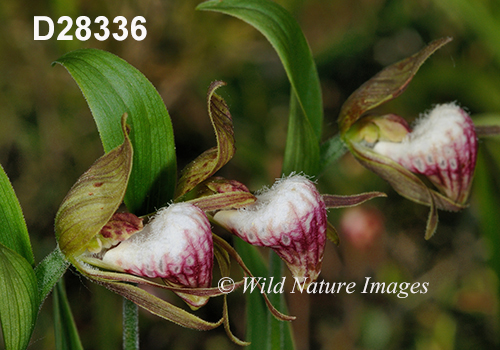 Cypripedium-arietinum Ram's-head-lady's-slipper
