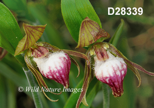 Cypripedium-arietinum Ram's-head-lady's-slipper
