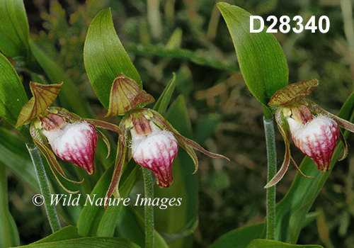 Cypripedium-arietinum Ram's-head-lady's-slipper