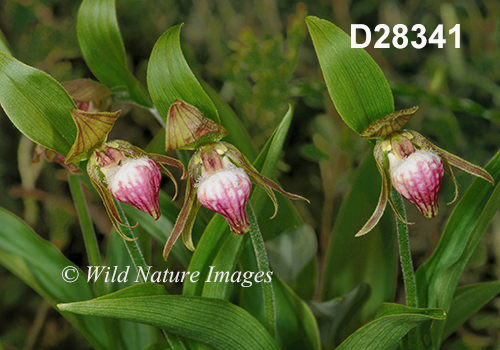 Cypripedium-arietinum Ram's-head-lady's-slipper