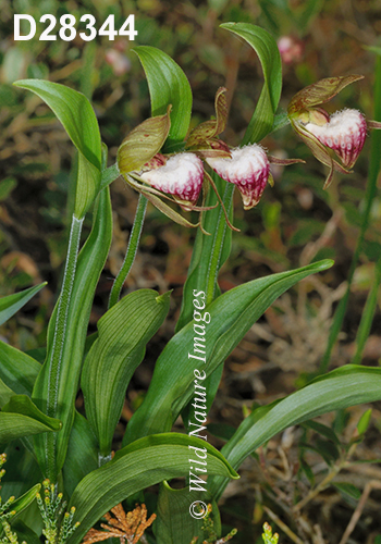 Cypripedium-arietinum Ram's-head-lady's-slipper