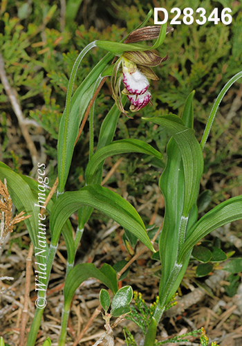 Cypripedium-arietinum Ram's-head-lady's-slipper