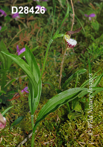 Cypripedium-arietinum Ram's-head-lady's-slipper