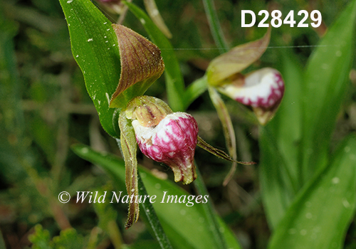 Cypripedium-arietinum Ram's-head-lady's-slipper