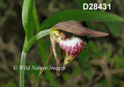 Cypripedium-arietinum Ram's-head-lady's-slipper
