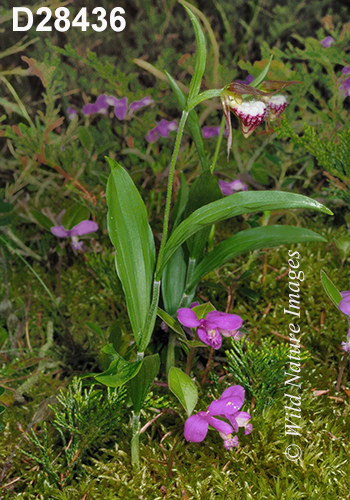 Cypripedium-arietinum Ram's-head-lady's-slipper