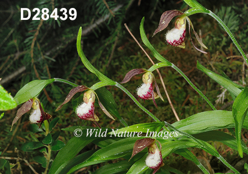 Cypripedium-arietinum Ram's-head-lady's-slipper