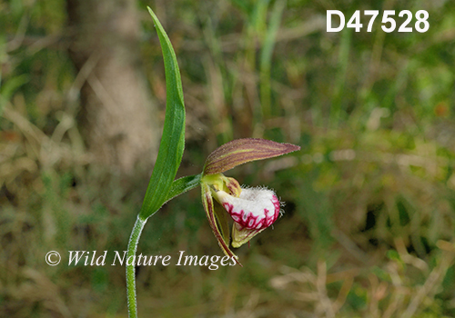 Cypripedium-arietinum Ram's-head-lady's-slipper