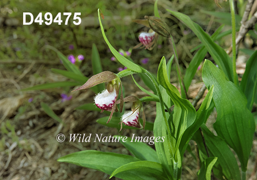Cypripedium-arietinum Ram's-head-lady's-slipper