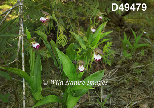 Cypripedium-arietinum Ram's-head-lady's-slipper