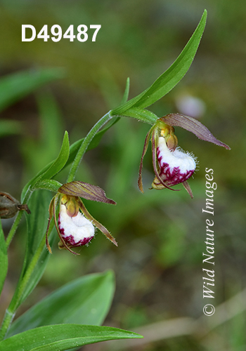 Cypripedium-arietinum Ram's-head-lady's-slipper