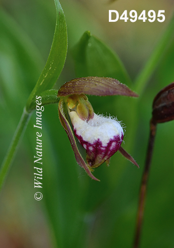 Cypripedium-arietinum Ram's-head-lady's-slipper