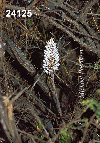 Porphyrostachys-parviflora
