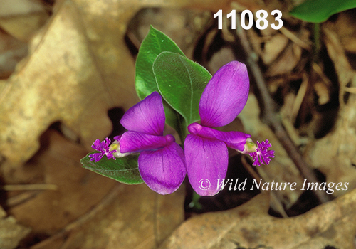 Polygala-paucifolia Fringed-Polygala Fringed-Milkwort