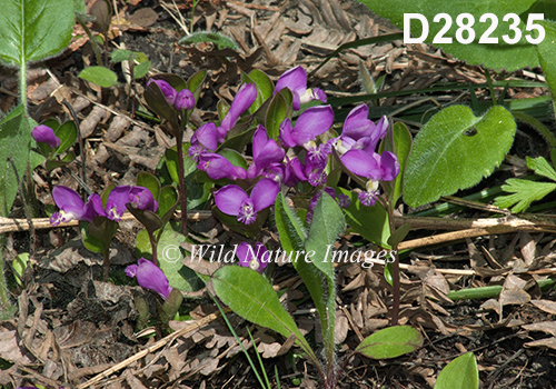 Polygala-paucifolia Fringed-Polygala Fringed-Milkwort