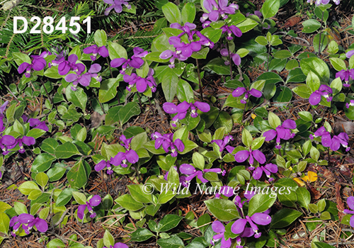 Polygala-paucifolia Fringed-Polygala Fringed-Milkwort