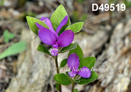 Polygala-paucifolia Fringed-Polygala Fringed-Milkwort
