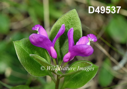 Polygala-paucifolia Fringed-Polygala Fringed-Milkwort