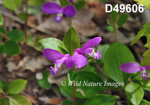 Polygala-paucifolia Fringed-Polygala Fringed-Milkwort