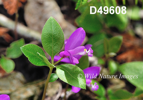 Polygala-paucifolia Fringed-Polygala Fringed-Milkwort